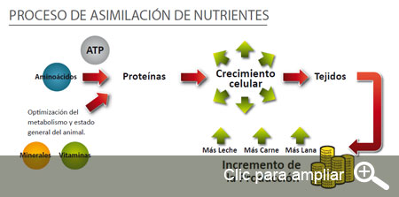 Modivitasan asimilacion de nutrientes